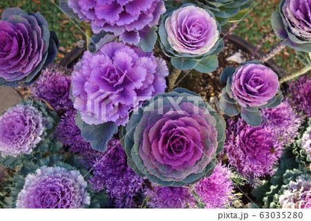 冬のカラフルな葉牡丹 63035280