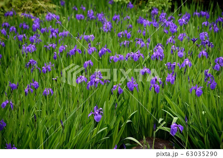 東京：根津美術館　庭園　燕子花 63035290