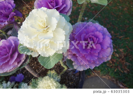 冬のカラフルな葉牡丹 63035303