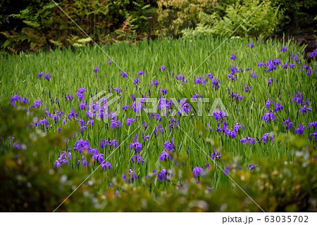 東京：根津美術館　庭園　燕子花 63035702