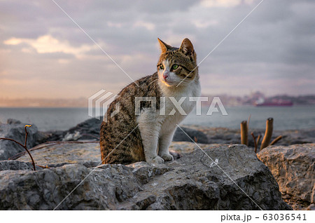 Cat in Istanbul, Turkey. Homeless Cute Cat. A street cat in Istanbul. Homeless animals theme. homeless stray street cat eating food inside a store in the center of Istanbul Cat in Istanbul, Turkey. Homeless Cute Cat. A street cat in Istanbul. Homeless animals theme. homeless stray street cat eating food inside a store in the center of Istanbul 63036541