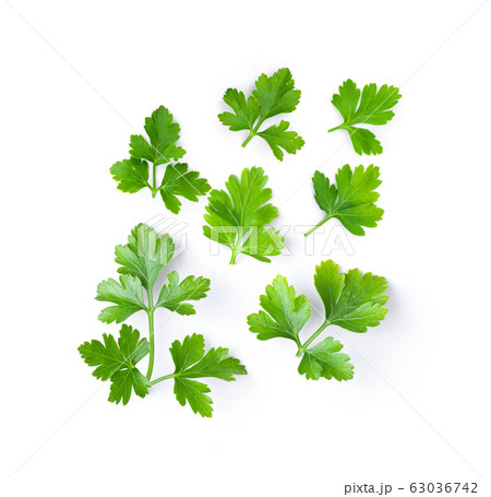 fresh parsley herb isolated on white background fresh parsley herb isolated on white background 63036742