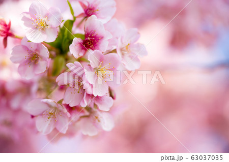 桜 桜 63037035