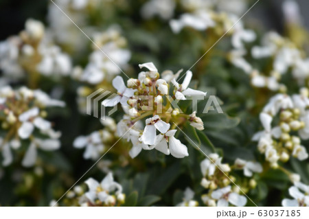 Evergreen candytuft 63037185