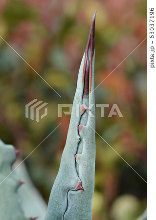 Century plant 63037196