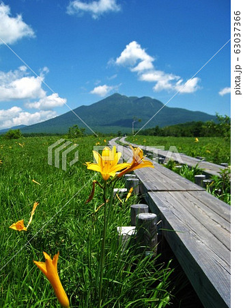 夏の尾瀬 夏の尾瀬 63037366