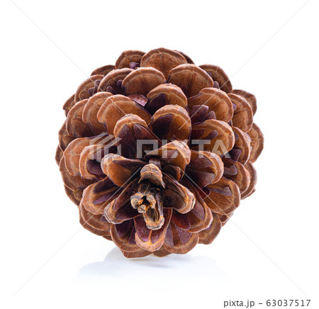 Pine cone isolated on white background 63037517