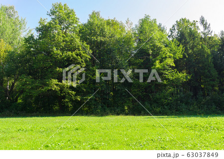 Scenic view of a beautiful meadow with green grass Scenic view of a beautiful meadow with green grass 63037849