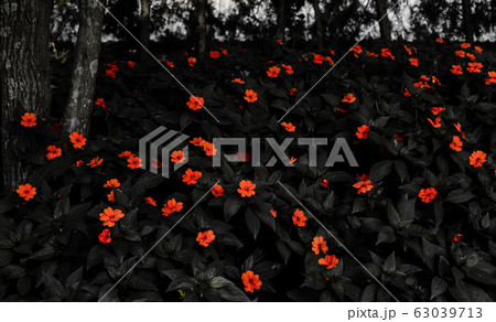 The groves of New Guinea impatiens are red. The leaves are dark black The groves of New Guinea impatiens are red. The leaves are dark black 63039713