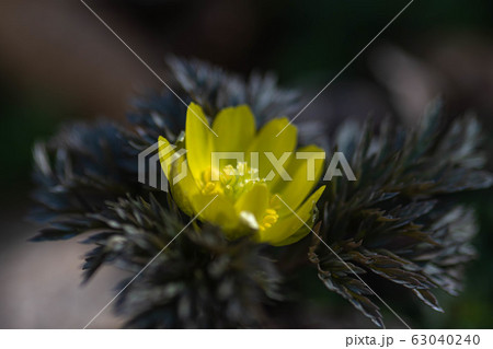 福寿草の花 63040240