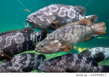 Giant grouper or brown spotted grouper fish. 63040817