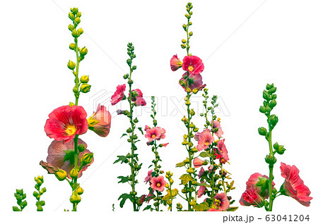 Hollyhock or alcea flowers isolated on white Hollyhock or alcea flowers isolated on white 63041204