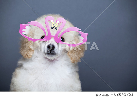 image of dog mask dark background 63041753