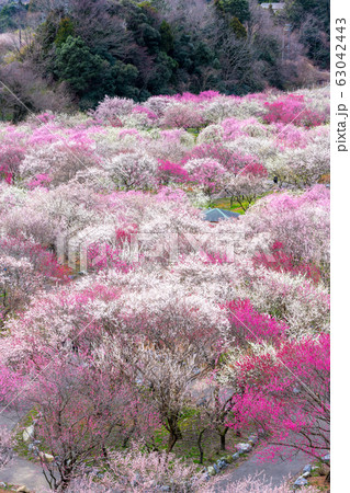 いなべ市農業公園 満開の梅林公園 63042443