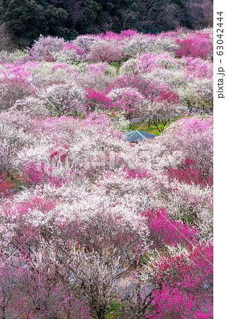 いなべ市農業公園 満開の梅林公園の写真素材