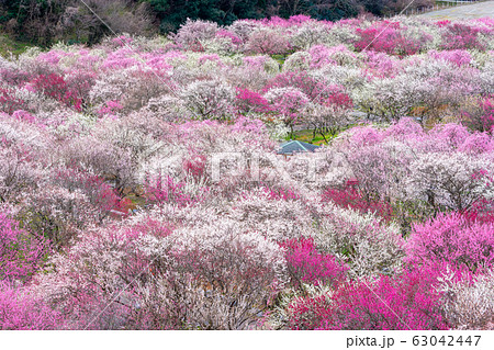 いなべ市農業公園 満開の梅林公園 63042447