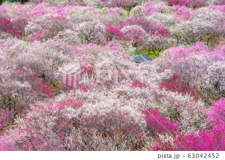 いなべ市農業公園 満開の梅林公園 63042452