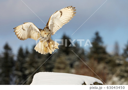 Eastern Siberian Eagle Owl flying in winter. Eastern Siberian Eagle Owl flying in winter. 63043450