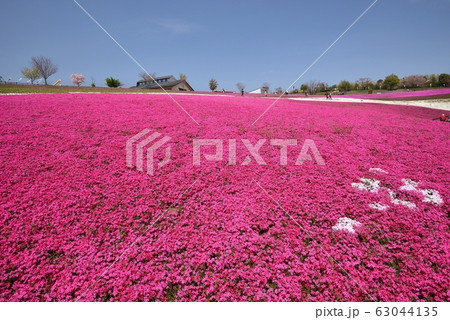 おおた八王子山公園の芝桜の写真素材