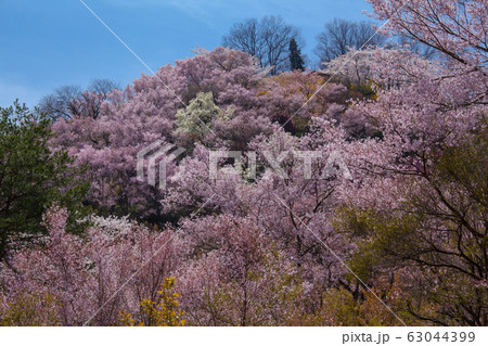 花見山公園の満開の桜とこぶしの花 花見山公園の満開の桜とこぶしの花 63044399