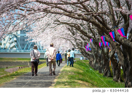 水戸市(茨城 日本)の桜川沿いに満開に咲き誇る桜 水戸市(茨城 日本)の桜川沿いに満開に咲き誇る桜 63044416