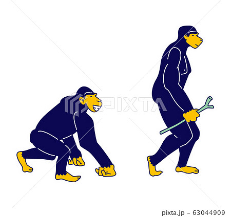 Evolution, Human Development Process Concept. Monkey Primate Evolve Steps From Ape to Upright Homo Sapiens 63044909
