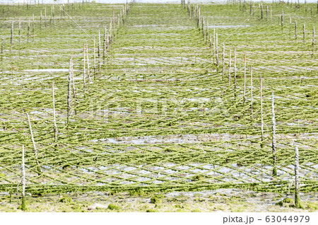 アーサ(アオサ)養殖場 アーサ(アオサ)養殖場 63044979