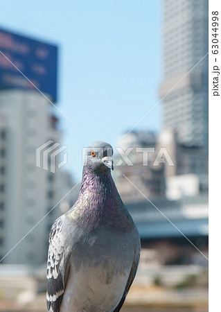 市街地のカワラバト 市街地のカワラバト 63044998