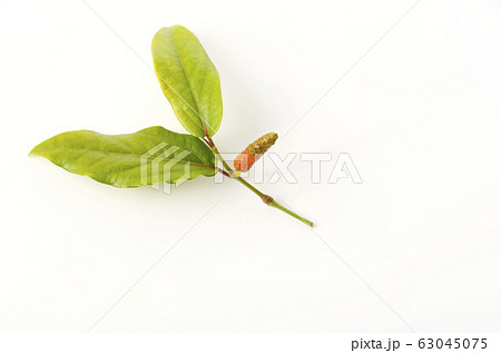 ヒハツモドキの果実 63045075