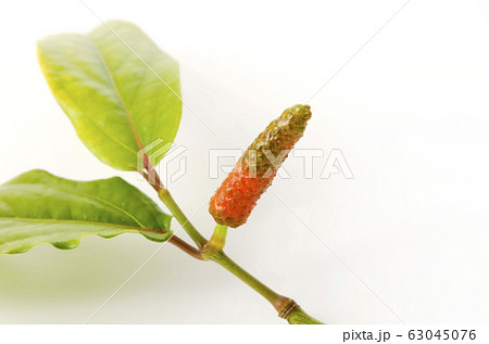 ヒハツモドキの果実 ヒハツモドキの果実 63045076