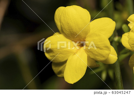 オウバイモドキ 63045247