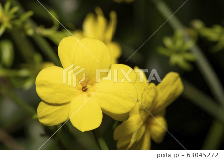 オウバイモドキ 63045272