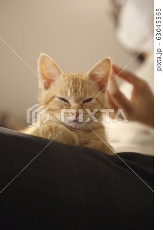 嘘ついているのわかりますよ 猫の視線 嘘ついているのわかりますよ 猫の視線 63045365