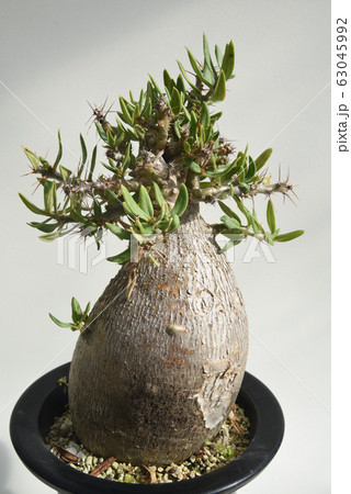 Pachypodiumbispinosum パキポディウム・ビスピノーサム Pachypodiumbispinosum パキポディウム・ビスピノーサム 63045992