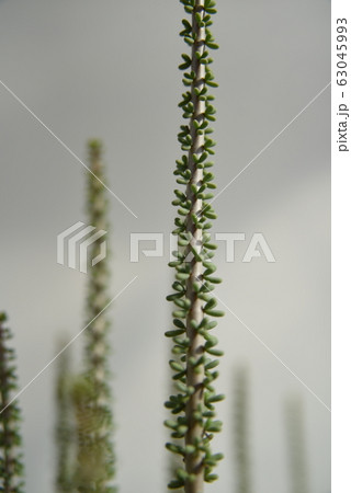 ceraria namaquensis(ケラリア・ナマクエンシス) 幹 葉 ceraria namaquensis(ケラリア・ナマクエンシス) 幹 葉 63045993