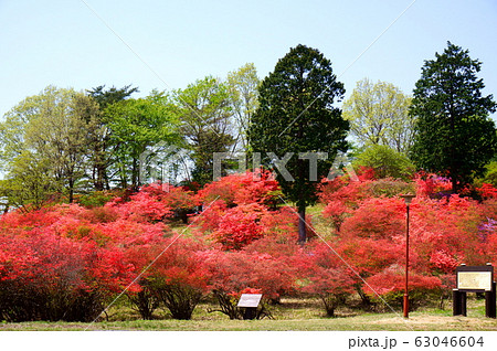 霧降高原つつじヶ丘のヤマツツジ 霧降高原つつじヶ丘のヤマツツジ 63046604