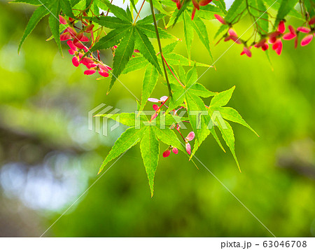 イロハモミジの実と新緑 63046708