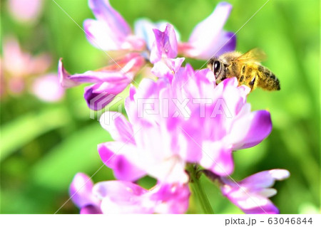 蜜蜂と蓮華 ミツバチとレンゲソウの花 日本ミツバチ 高尾野町 出水市 鹿児島県 蜜蜂と蓮華 ミツバチとレンゲソウの花 日本ミツバチ 高尾野町 出水市 鹿児島県 63046844