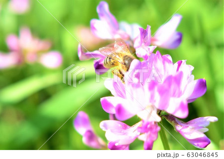 ミツバチとレンゲソウの花 日本ミツバチ　高尾野町　出水市　鹿児島県 63046845