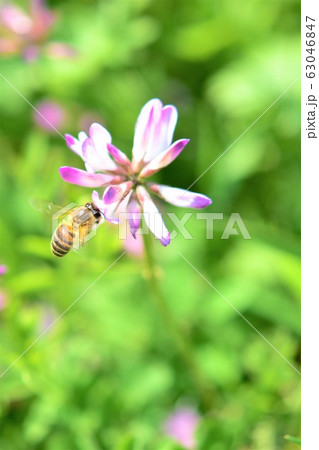 蜜蜂と蓮華 ミツバチとレンゲソウの花 日本ミツバチ 高尾野町 出水市 鹿児島県 蜜蜂と蓮華 ミツバチとレンゲソウの花 日本ミツバチ 高尾野町 出水市 鹿児島県 63046847
