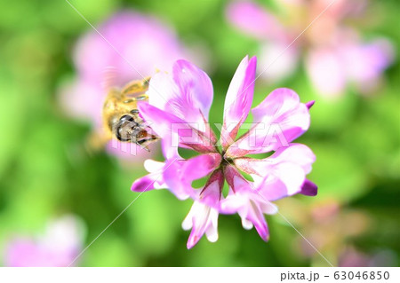 蜜蜂と蓮華 ミツバチとレンゲソウの花 日本ミツバチ 高尾野町 出水市 鹿児島県 蜜蜂と蓮華 ミツバチとレンゲソウの花 日本ミツバチ 高尾野町 出水市 鹿児島県 63046850