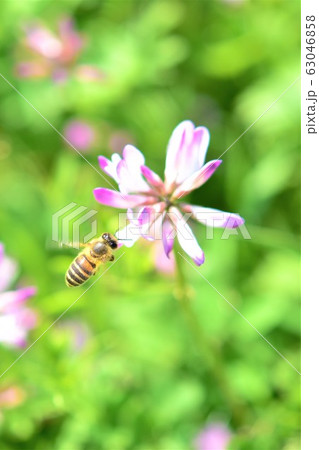蜜蜂と蓮華 ミツバチとレンゲソウの花 日本ミツバチ 高尾野町 出水市 鹿児島県 蜜蜂と蓮華 ミツバチとレンゲソウの花 日本ミツバチ 高尾野町 出水市 鹿児島県 63046858