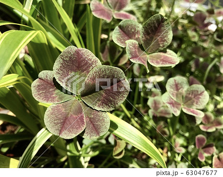 五つ葉のクローバー 五つ葉のクローバー 63047677