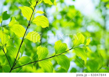美しい新緑2 美しい新緑2 63047844