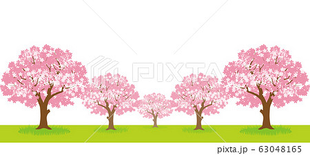 桜の木の木立 無人 白背景のイラスト素材