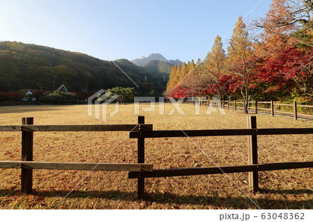 景観 木 秋 63048362