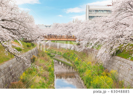Beautiful pink cherry blossom in full bloom. 63048885