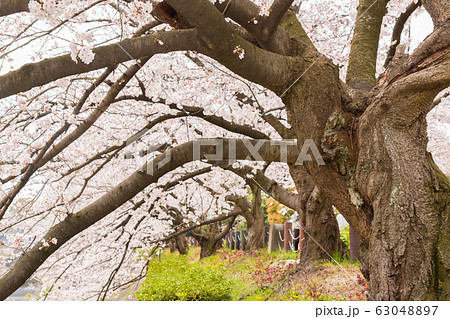 Beautiful pink cherry blossom in full bloom. Beautiful pink cherry blossom in full bloom. 63048897