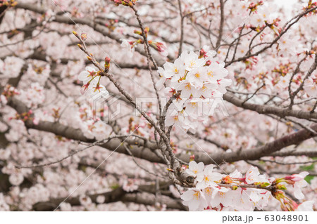 Beautiful pink cherry blossom in full bloom. Beautiful pink cherry blossom in full bloom. 63048901