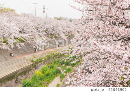 Beautiful pink cherry blossom in full bloom. 63048902